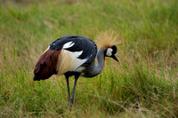 Crown Crested Crane